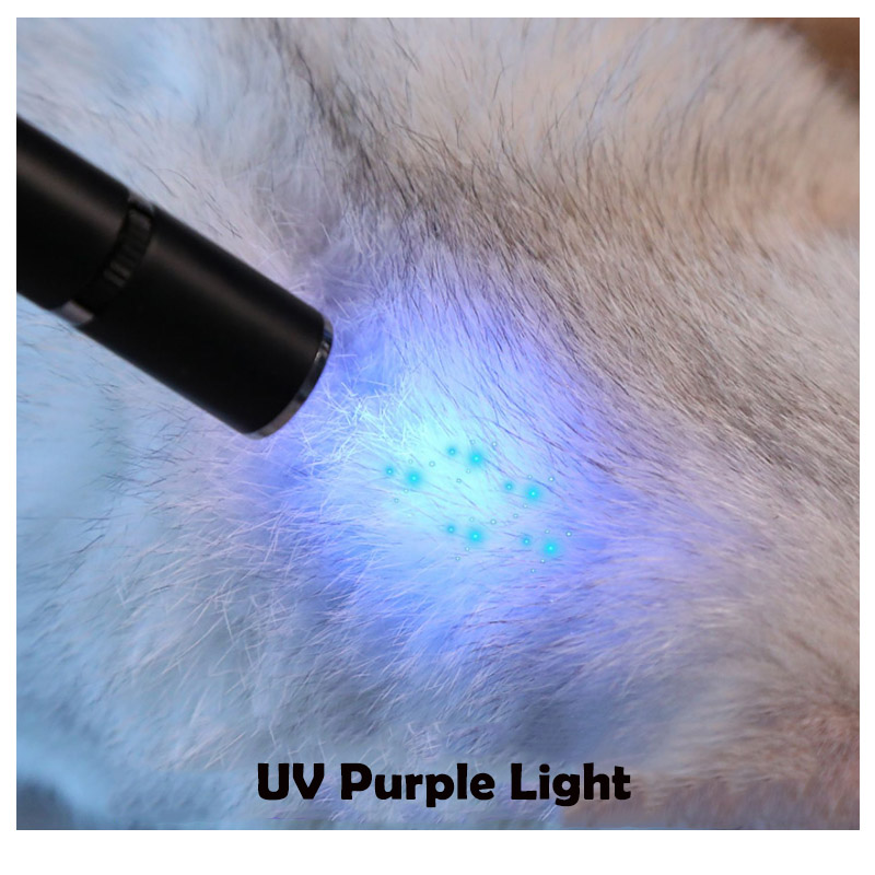 Rechargeable Laser Pointer Cat Toy