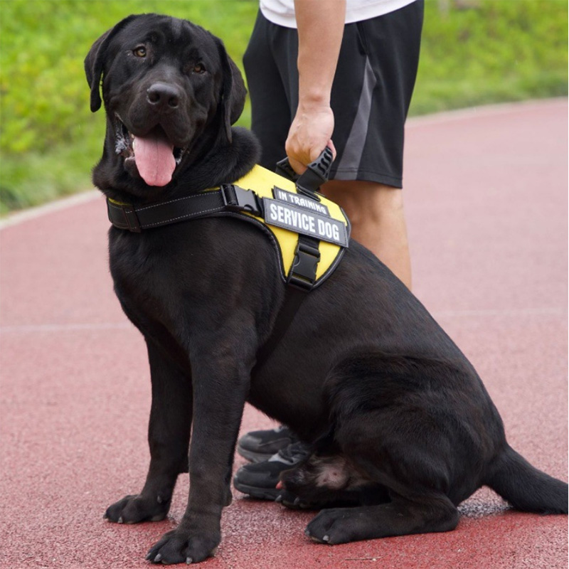 Arnés para perros de marca privada con asa