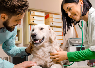 ¿Cuándo debes llevar a tus perros al veterinario?