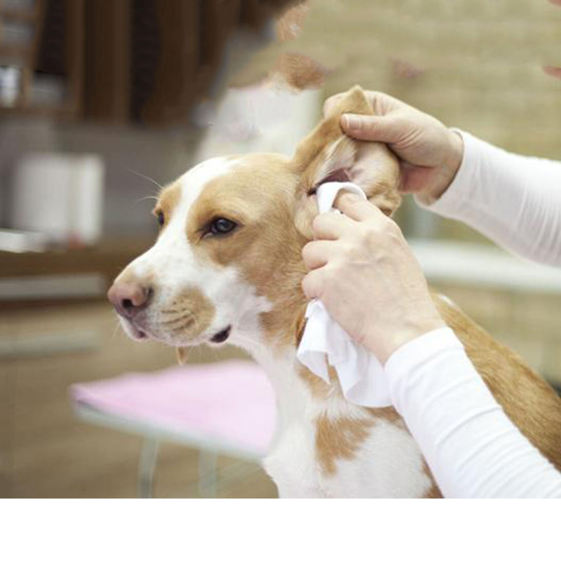 Acerca de la limpieza de orejas para perros que el médico de mascotas puede no decirle