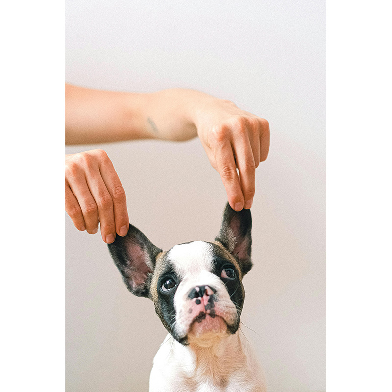 Las 7 cosas que los perros más quieren que sus dueños entiendan