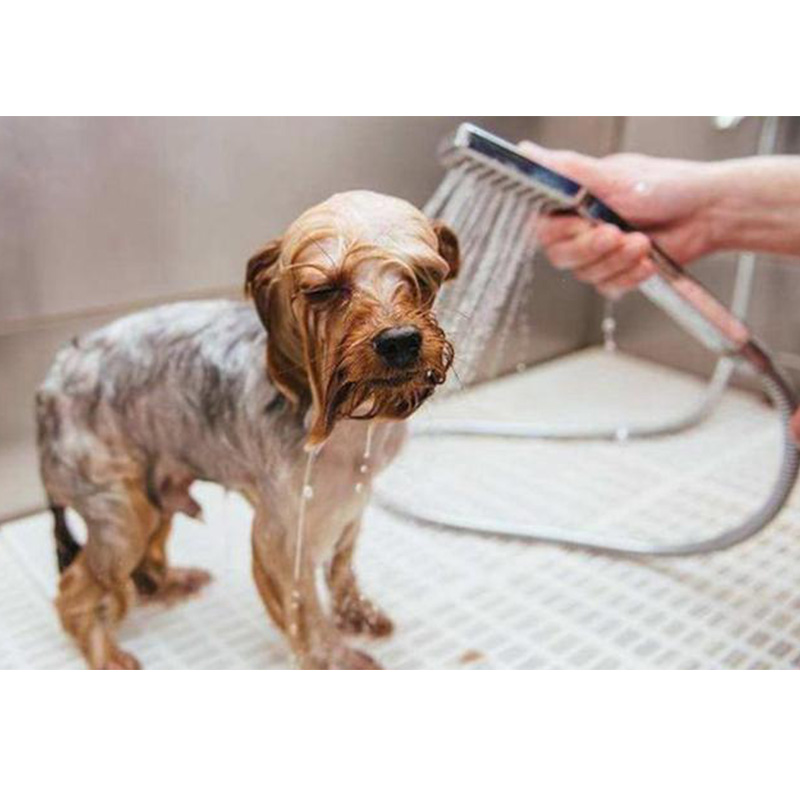 Los secretos que tu perro quiere contarte en verano