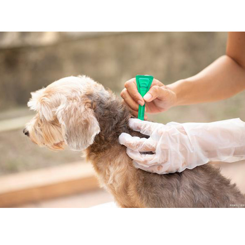¿Cómo saber si su perro tiene parásitos?